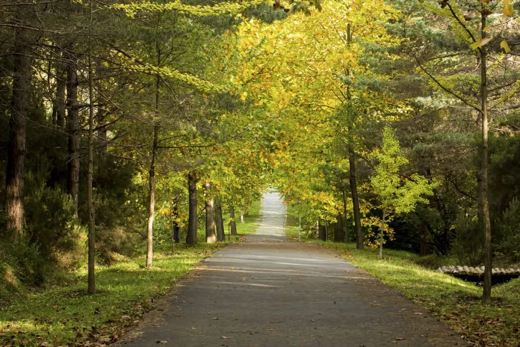 istanbul_turkey_ataturk_arboretum_autumn_view_2023_11_27_05_15_40.webp
