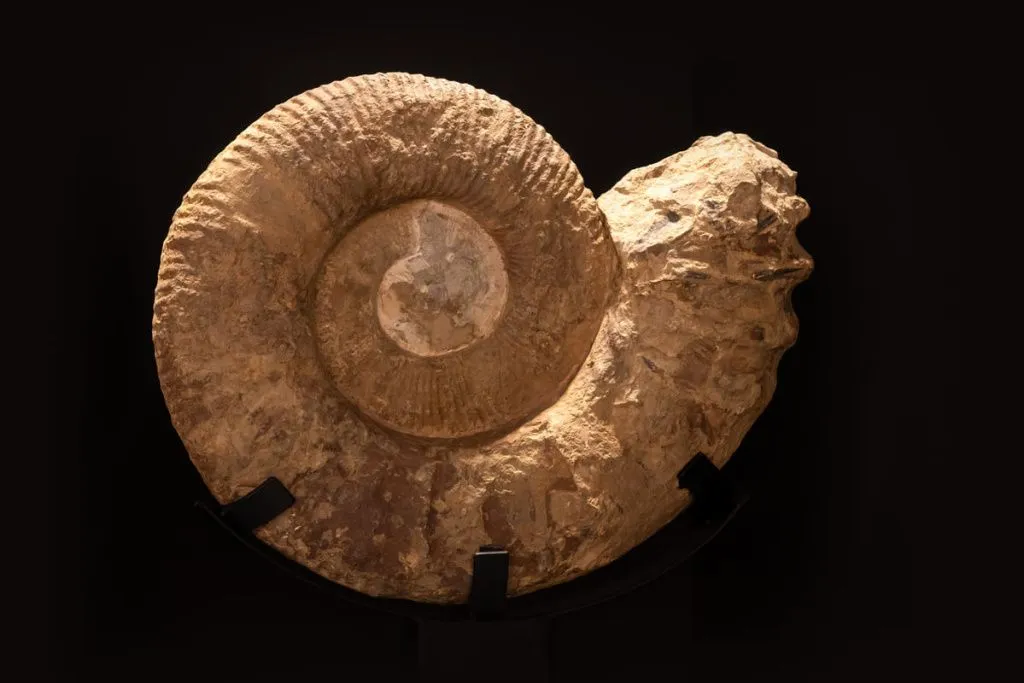 ancient-spiral-ammonite-fossil-2024-11-14-21-26-48-utc.webp