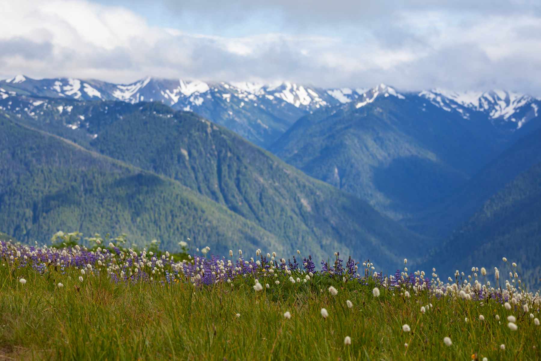 mountain-meadow-sunny-day (1).jpg