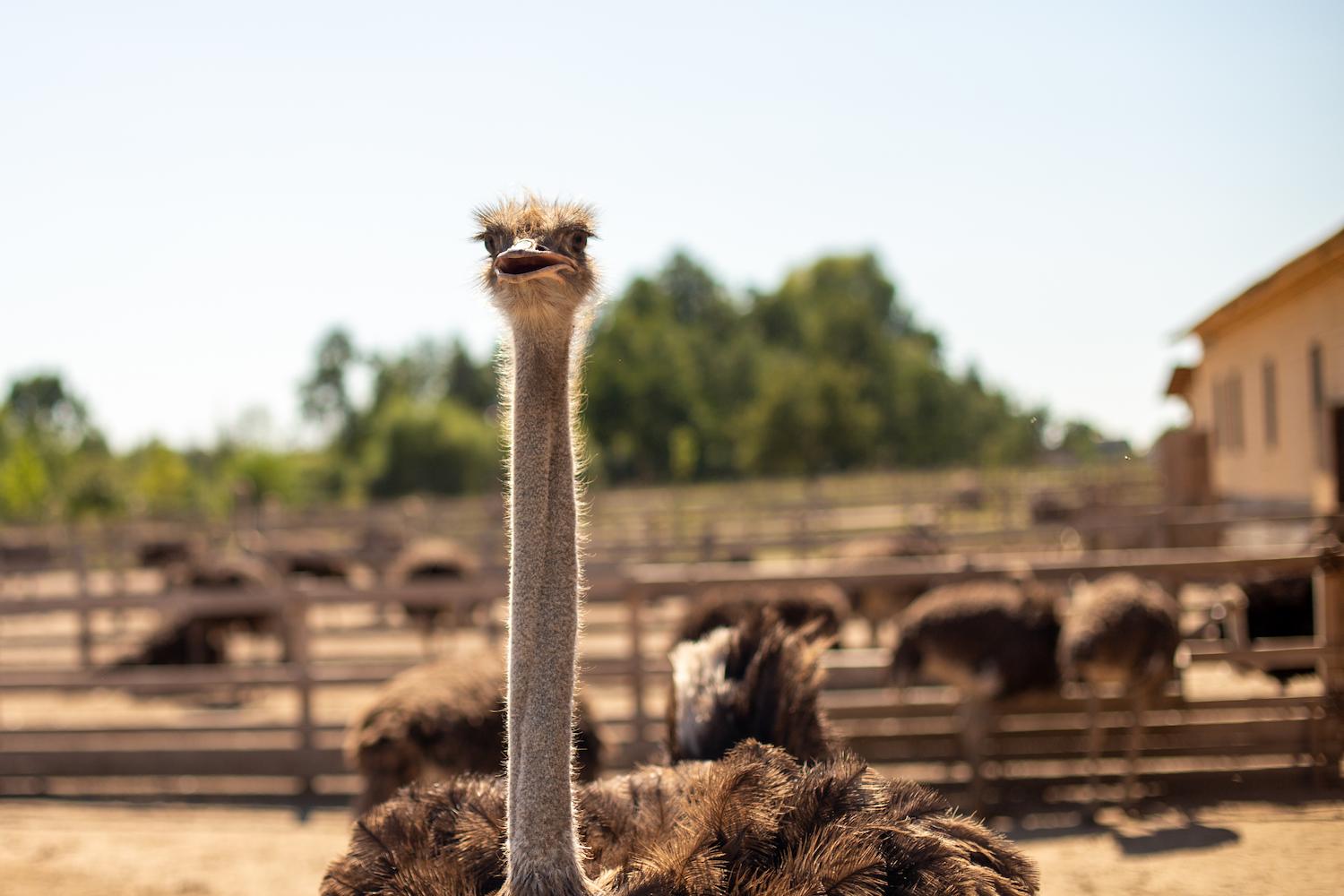 soft-focus-ostrich-farm-sunny-day (1).jpg