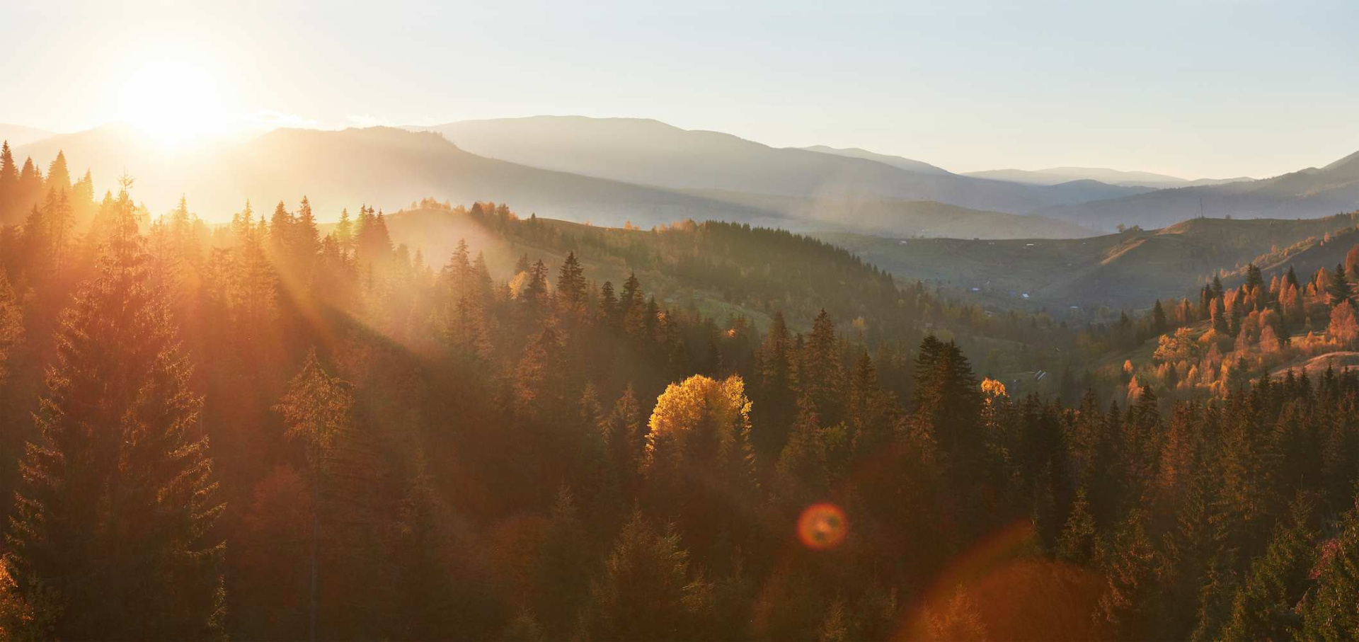 morning-fog-creeps-with-scraps-autumn-mountain-forest-covered-gold-leaves (1).jpg