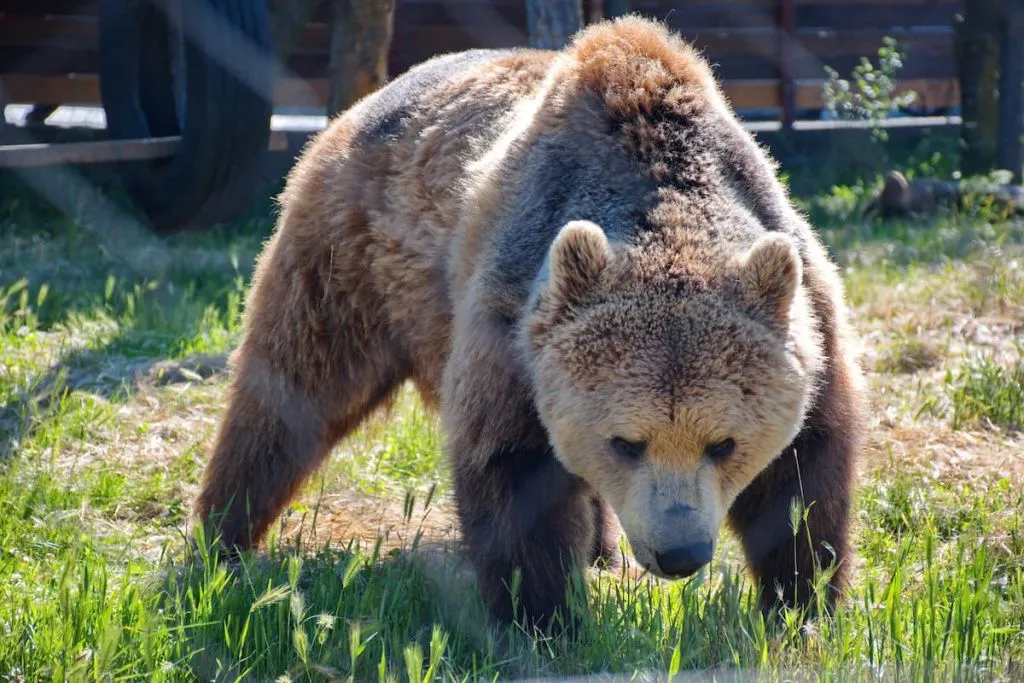 Гранитный каньон в Адыгее Гранитный каньон в Адыгее